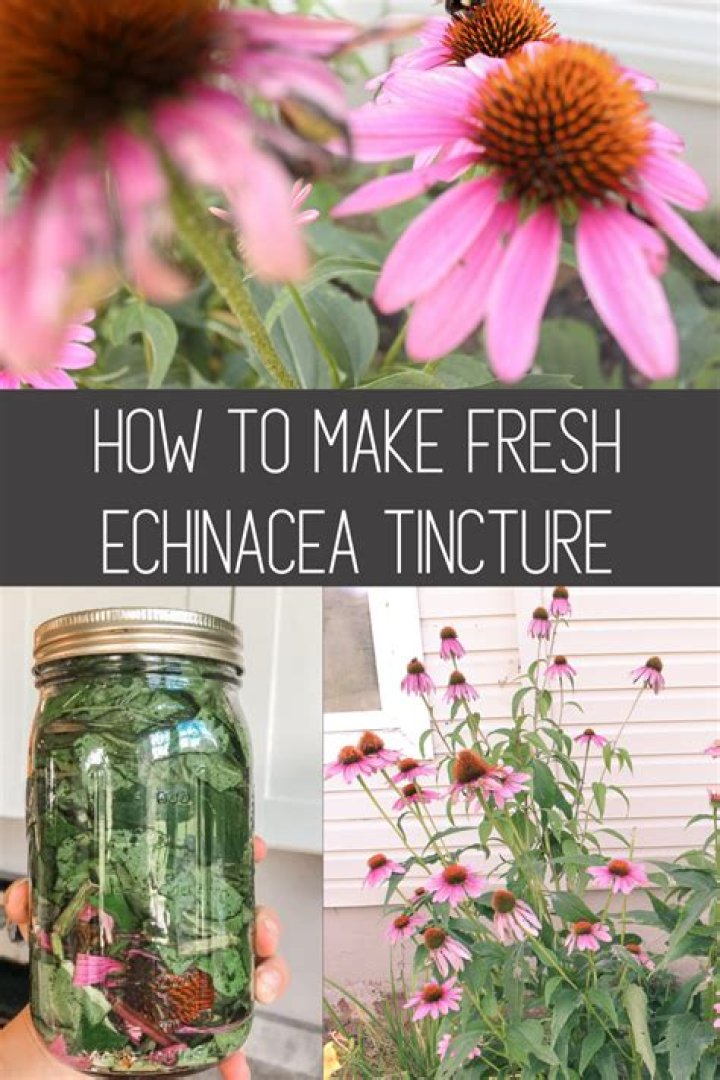 How do you use fresh echinacea plant