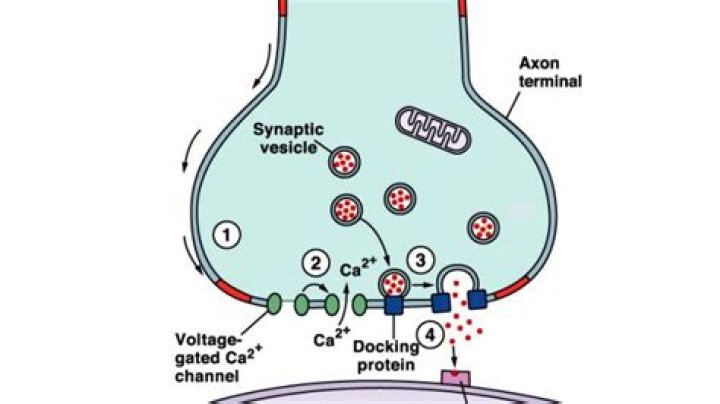 How does a nerve impulse cross a synapse