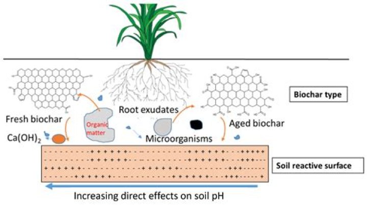 How does biochar work in soil