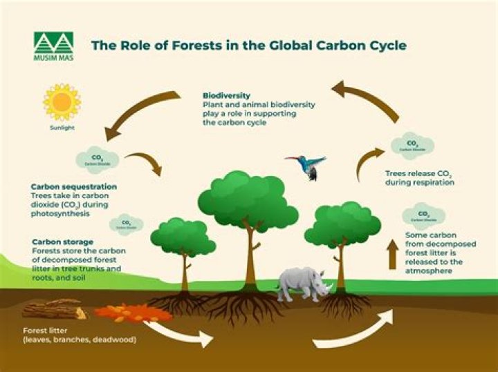 How does carbon dioxide affect biodiversity