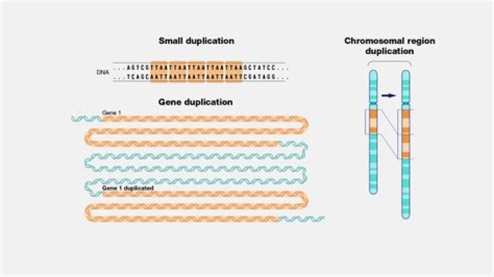 How does gene duplication occur