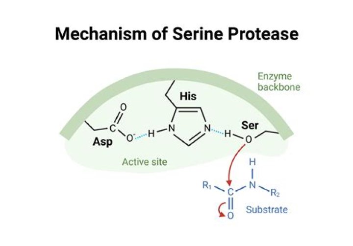 How does serine protease work