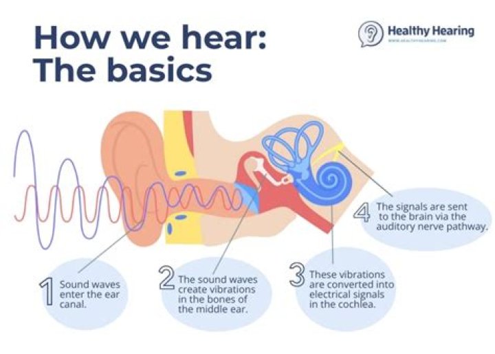 How does the brain hear sound