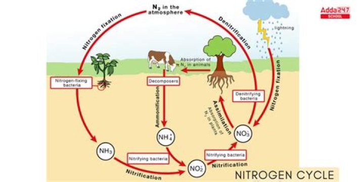 How does the carbon and nitrogen cycle contribute to the usable supplies of macromolecules