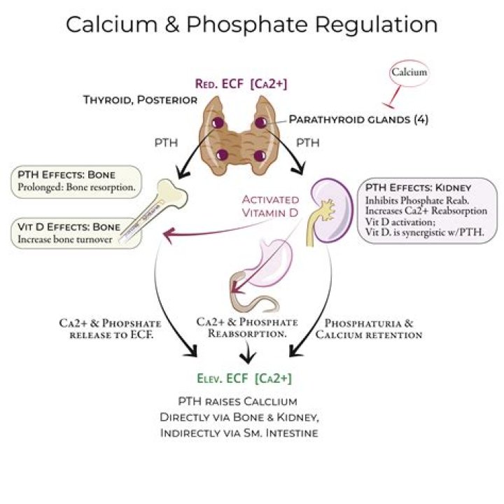 How does vitamin D regulate calcium and phosphorus