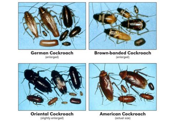 How fast do cockroaches multiply