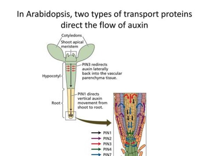 How is auxin transported