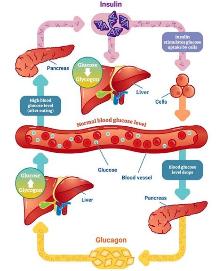 How is Glycogenesis regulated