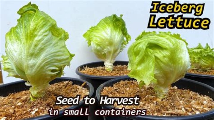 How is iceberg lettuce grown