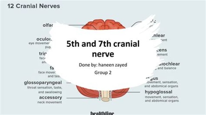 How is the 7th cranial nerve damaged