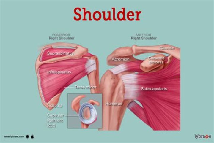 How is the shoulder joint held together