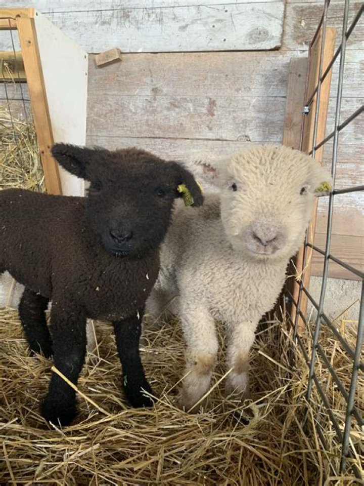 How long do babydoll sheep live