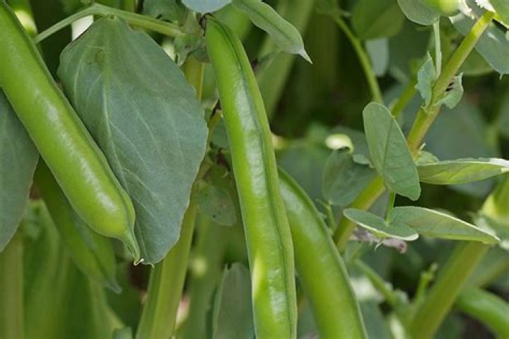 How long do broad beans take to mature