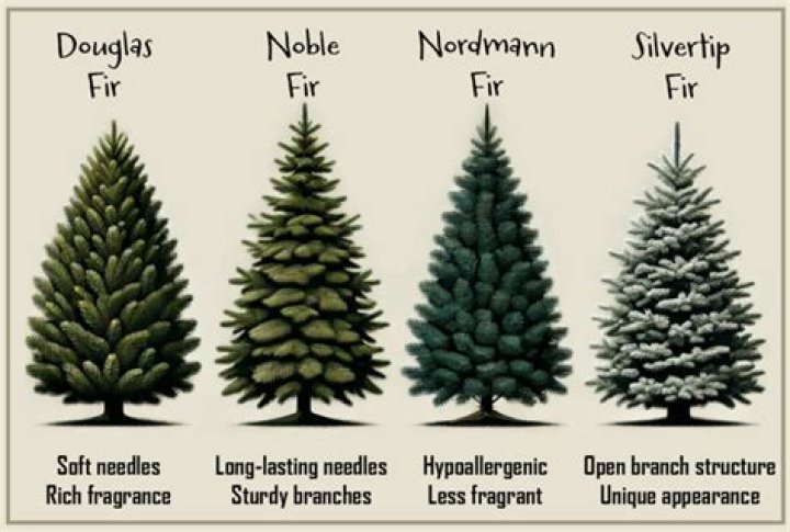 How long do Nordmann Christmas trees last