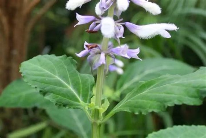 How long do Salvia plants last