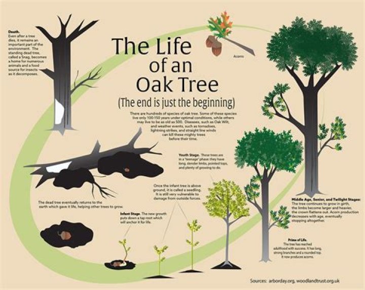How long do silky oak trees live