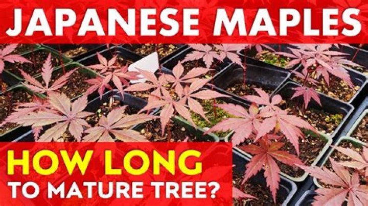 How long does a red maple live