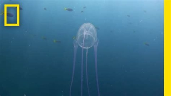 How long does it take for a box jellyfish to kill you