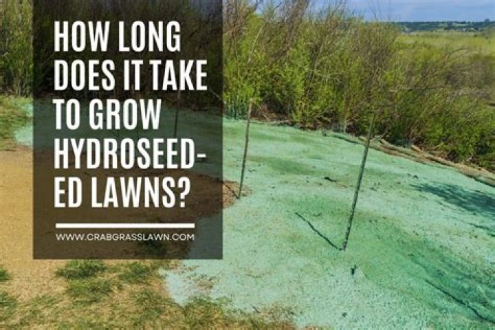 How long does it take for Rodeo herbicide to work