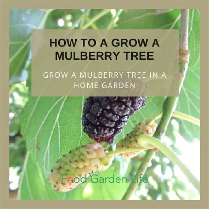 How long does mulberry season last