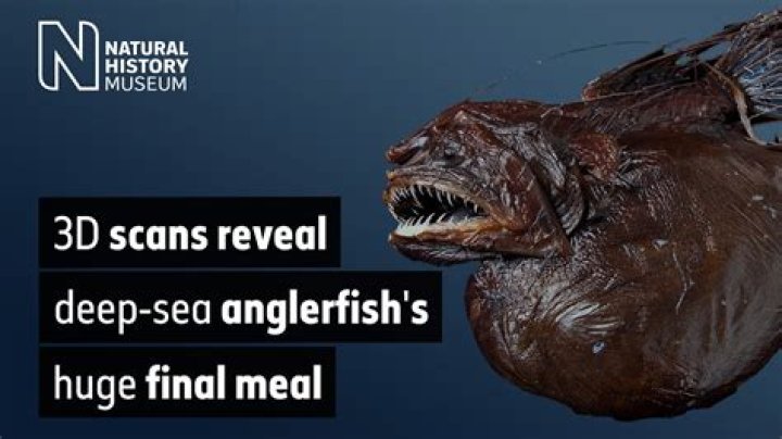 How Long Does The Deep Sea Angler Fish Live For