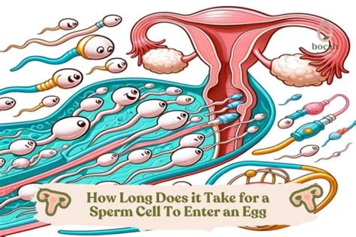 How long does Zika stay in sperm