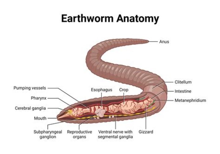 How many aortic arches does an earthworm have