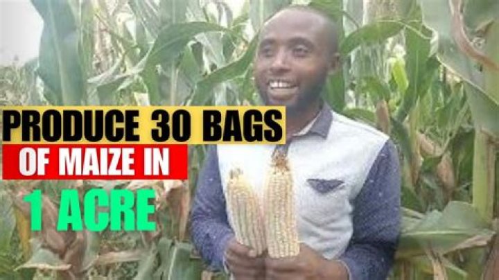 How many bags of beans can one acre produce