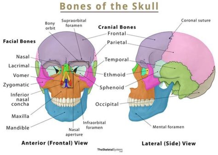 How many bone markings are in the skull