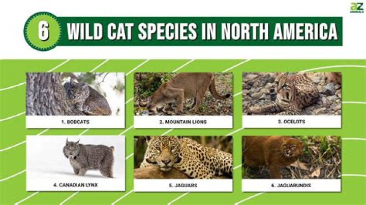 How many cats live in the United States