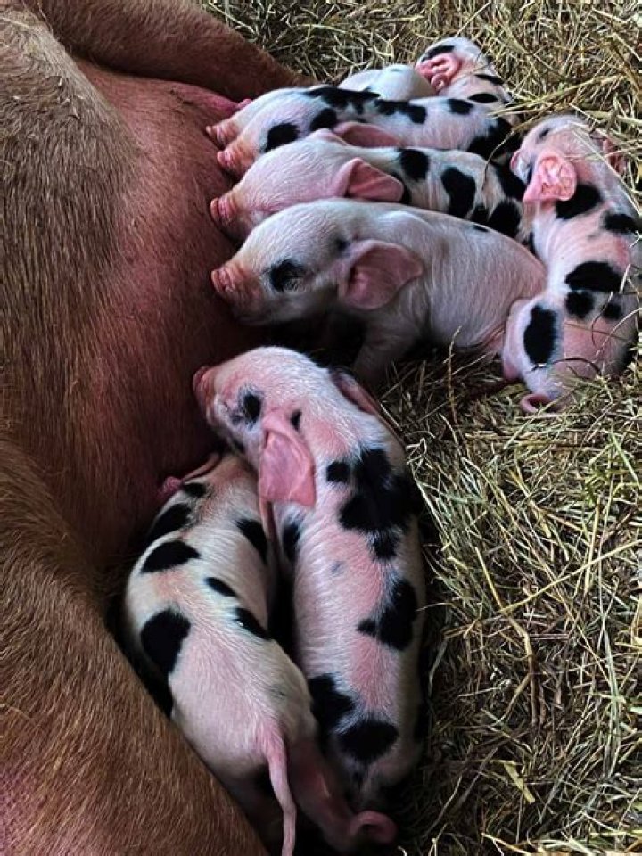 How many piglets does a Duroc have