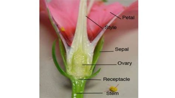 How many stamen does a lily have