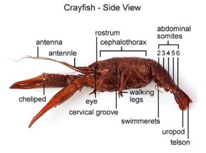 How many Swimmerets Do crayfish have