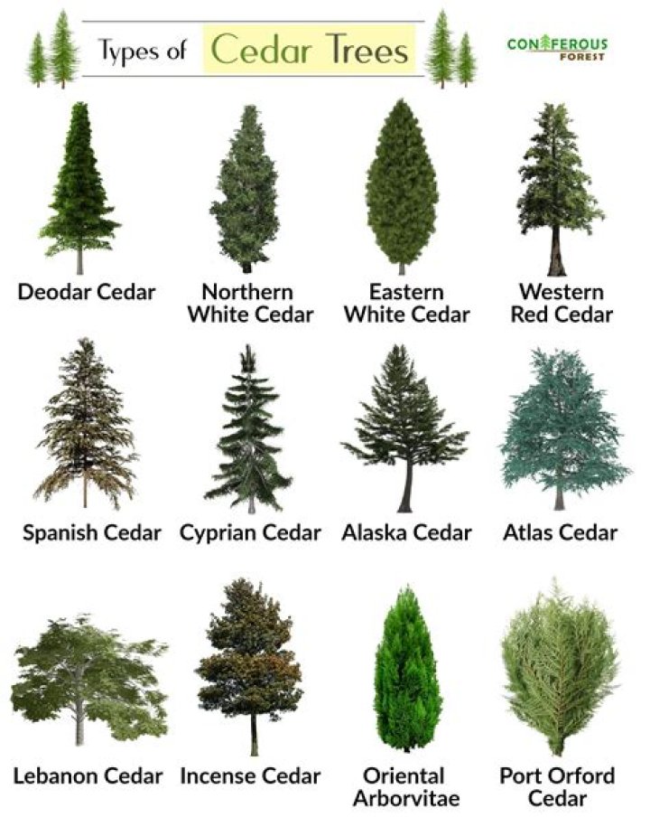 How many types of cedar trees are there