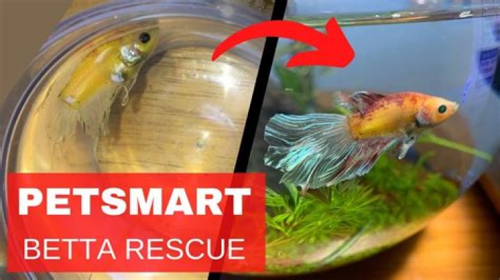 How Much Does A Betta Fish Cost In Petsmart