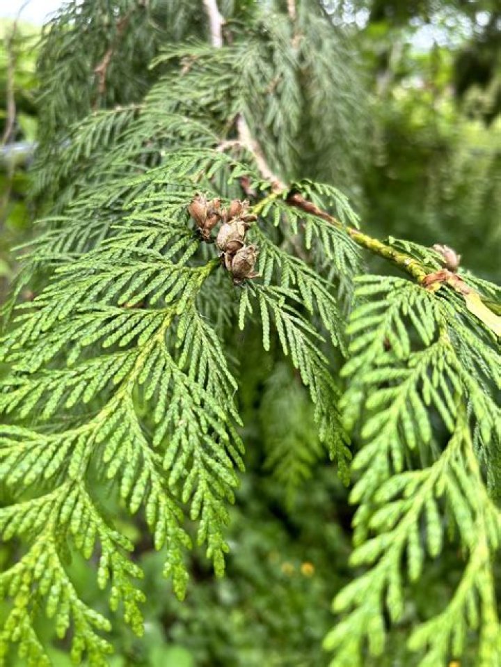 How much does cedar trees cost