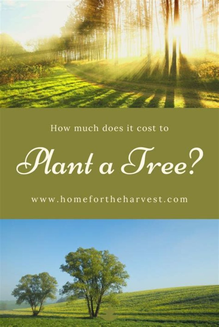 How much does it cost to plant a walnut orchard