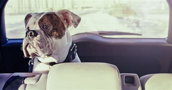 How much is a ticket for leaving your dog in the car