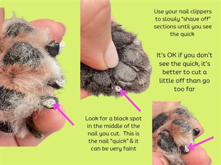 How Much To Get Dogs Nails Cut At Petsmart