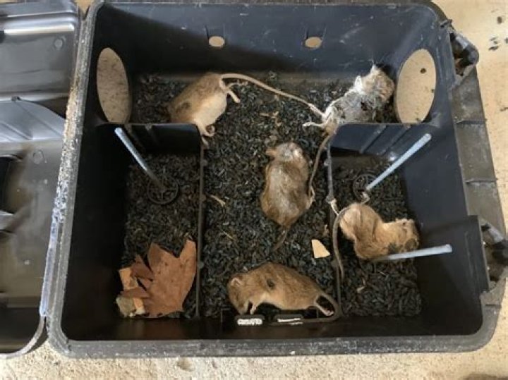 How often should you change bait in mouse trap