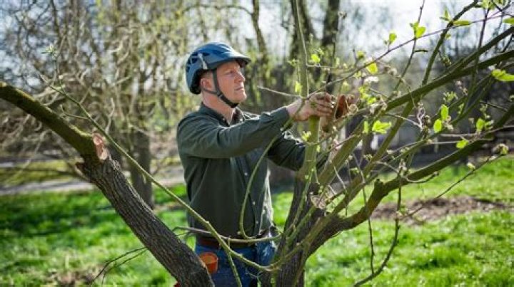 How often should you prune trees