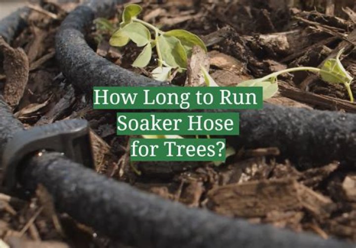 How often should you run soaker hoses