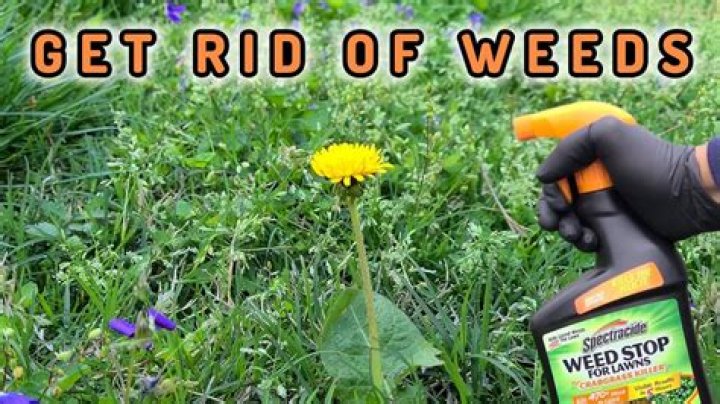 How soon can you spray weeds in new grass