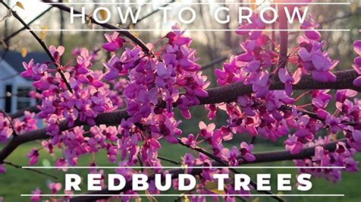 How tall do western redbud trees get