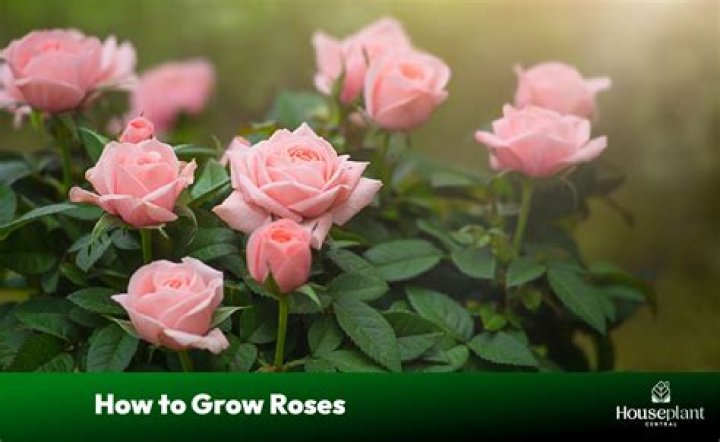 How tall does dog rose grow