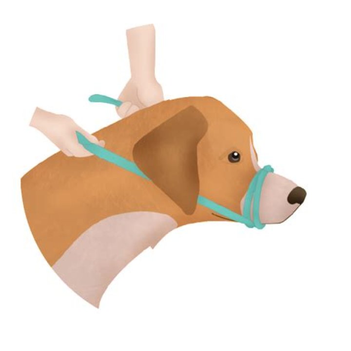 How To Make Emergency Muzzle A Dog