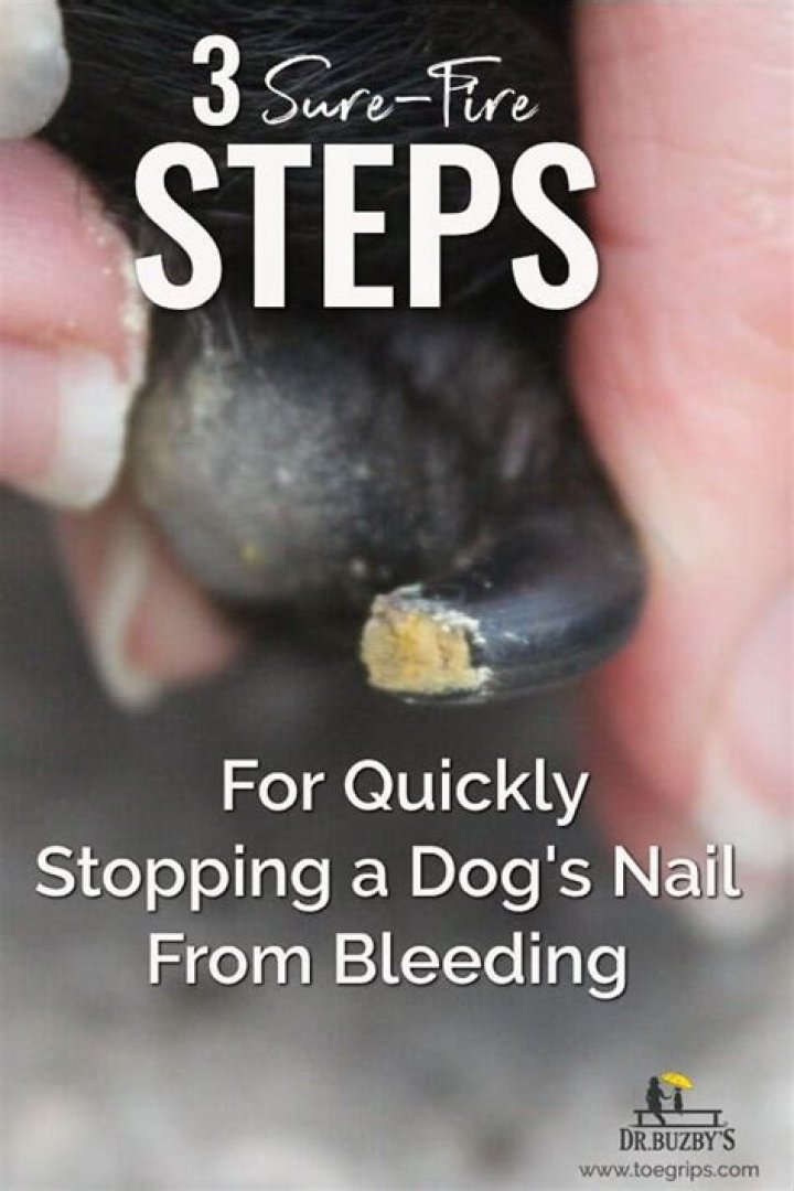 How To Stop Dog Nail Bleeding Without Styptic Powder