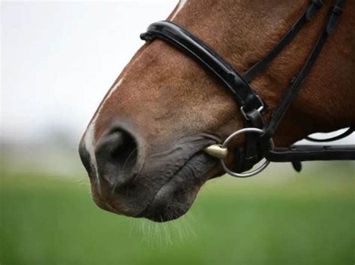 How To Stop Horse From Fast Traveling With Me