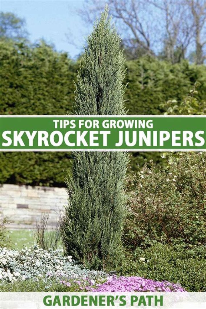 How wide do Skyrocket junipers get