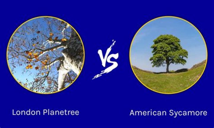 Is a London plane tree a sycamore tree